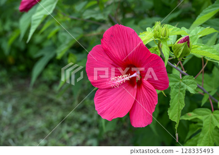 titanbicus flower summer flower image 128335493