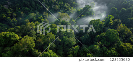 Pristine untouched rainforest canopy, lush green trees, mist, sunlight, natural beauty Pristine untouched rainforest canopy, lush green trees, mist, sunlight, natural beauty 128335680