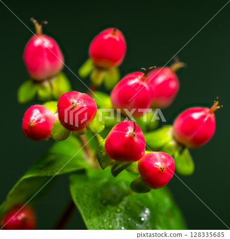 Vibrant Red Hypericum Berries with Water Droplets on Green Vibrant Red Hypericum Berries with Water Droplets on Green 128335685