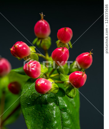 Vibrant Red Hypericum Berries with Water Droplets on Dark Background Vibrant Red Hypericum Berries with Water Droplets on Dark Background 128335686