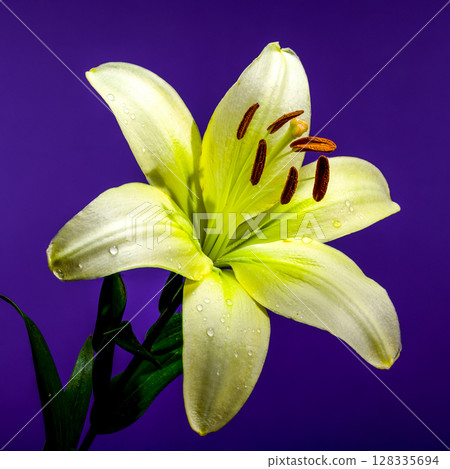 Light Green Lily Bloom with Water Droplets on a Purple Background Light Green Lily Bloom with Water Droplets on a Purple Background 128335694