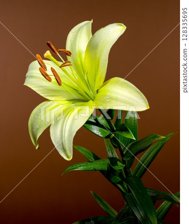 Light Green Lily Bloom with Water Droplets on a Brown Background Light Green Lily Bloom with Water Droplets on a Brown Background 128335695