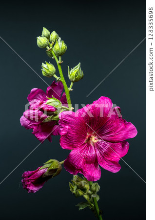 Vibrant Pink Malva Bloom with Buds on a Green Background Vibrant Pink Malva Bloom with Buds on a Green Background 128335698