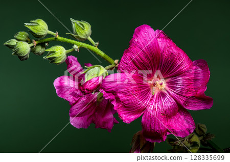 Vibrant Pink Malva Bloom with Buds on a Green Background Vibrant Pink Malva Bloom with Buds on a Green Background 128335699