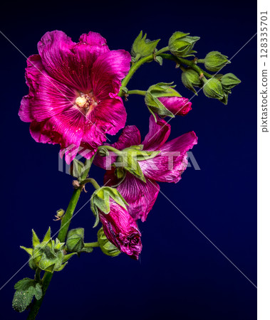 Vibrant Pink Malva Bloom on a Dark Background 128335701