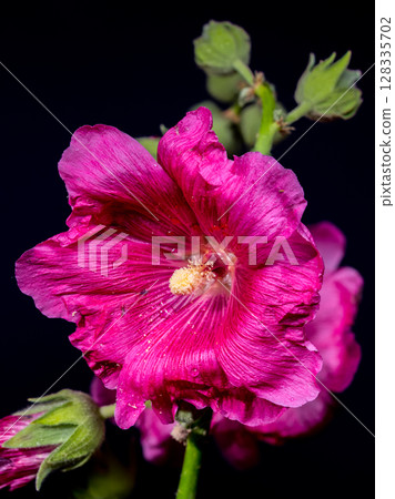 Vibrant Pink Malva Bloom on a Dark Background 128335702