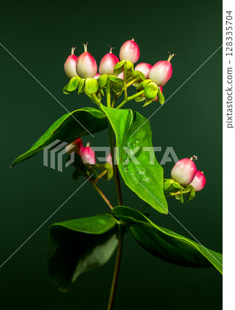 Vibrant Red Hypericum Berries with Water Droplets on Green 128335704