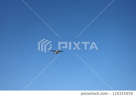 (埼玉縣桶川機場)一架塞斯納飛機正在上升 (埼玉縣桶川機場)一架塞斯納飛機正在上升 128335859