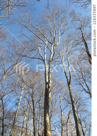 藍天白雲下枯樹的森林風光 2 藍天白雲下枯樹的森林風光 2 128335897
