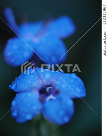 藍色花朵上水滴的微距拍攝 128335967