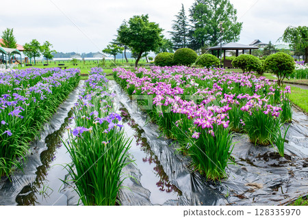 秋田縣橫手市雨後，柔和的陽光灑落在菖蒲園上 128335970