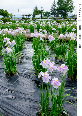 Gentle light pours down on the iris garden after the rain in Yokote, Akita Prefecture 128335974