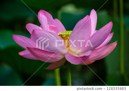 古代蓮花發光 128335983