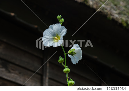 茅草屋頂和蜀葵 128335984