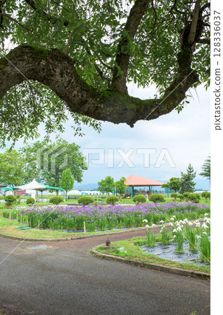 秋田縣橫手市雨後,柔和的陽光灑落在菖蒲園上 秋田縣橫手市雨後,柔和的陽光灑落在菖蒲園上 128336037