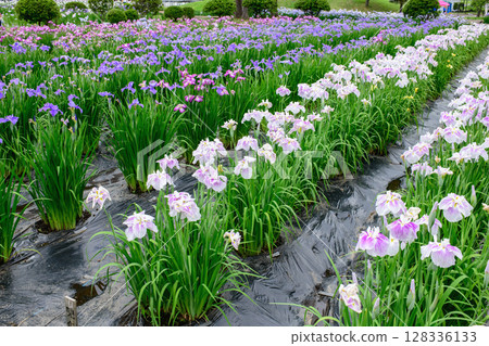 Fully blooming iris garden after the rain in Yokote, Akita Prefecture Fully blooming iris garden after the rain in Yokote, Akita Prefecture 128336133