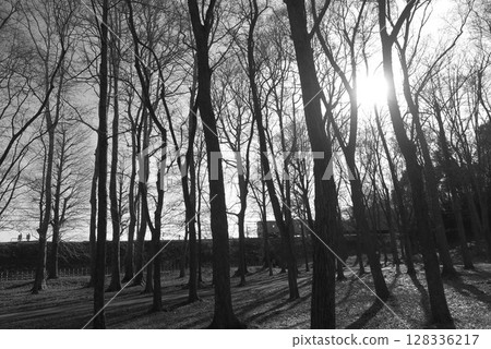 Monochrome photo of a forest landscape with a train passing through 1 128336217