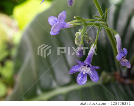 Flower of the large-leaved hollyhock 128336281