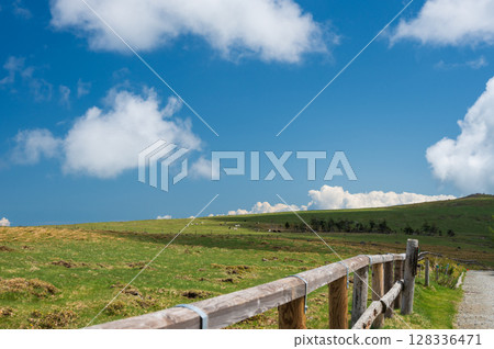 美原牧場：牛群在草地上吃草 128336471