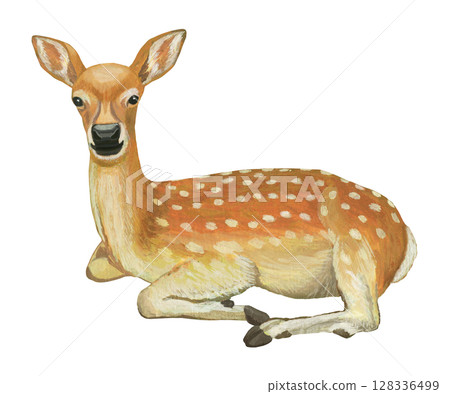 休息的鹿的插圖 休息的鹿的插圖 128336499