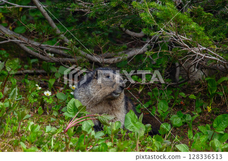 Furry Hoary marmot is sitting in grass under the tree neat the den. 128336513