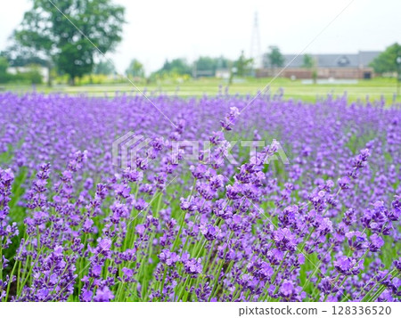 北海道絕景:路與河站花路惠庭薰衣草田 北海道絕景:路與河站花路惠庭薰衣草田 128336520
