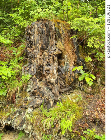 Large tree stump sits in a lush green forest 128336521