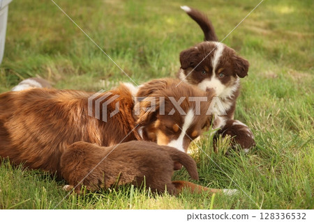 A mother dog and her two puppies are playing in the grass 128336532