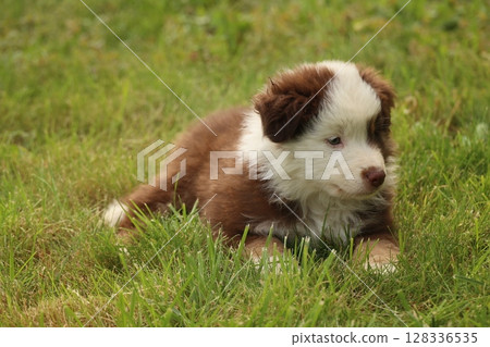 A brown and white dog is laying on the grass 128336535