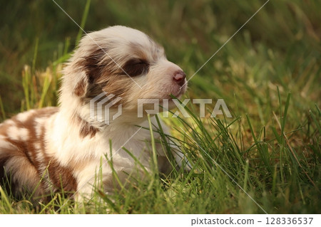 A small brown and white dog is laying in the grass A small brown and white dog is laying in the grass 128336537