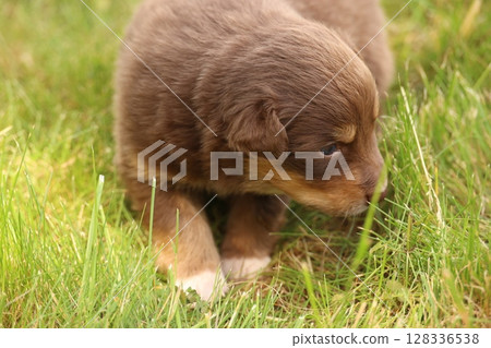 A puppy is looking down at the grass 128336538