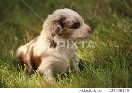 A small brown and white dog is laying in the grass A small brown and white dog is laying in the grass 128336539