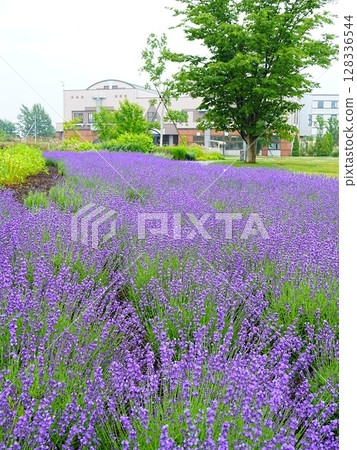 Hokkaido's spectacular scenery: Road and River Station Flower Road Eniwa Lavender Fields 128336544