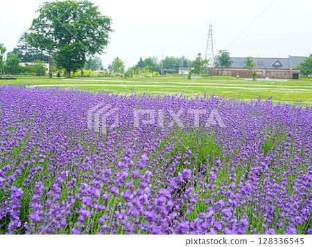 北海道絕景：路與河站花路惠庭薰衣草田 128336545