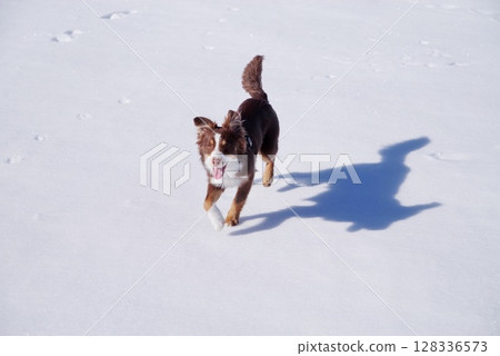 Dog is running in the snow Dog is running in the snow 128336573