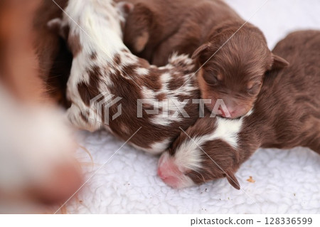A group of puppies are sleeping on a white blanket A group of puppies are sleeping on a white blanket 128336599