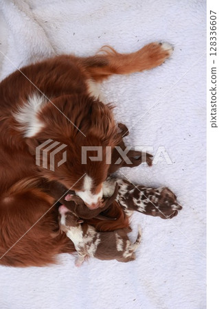 A mother dog is laying on a white blanket with her puppies A mother dog is laying on a white blanket with her puppies 128336607