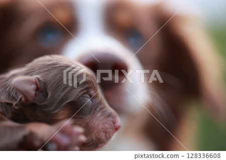 A small brown puppy is being held by a larger brown and white dog A small brown puppy is being held by a larger brown and white dog 128336608