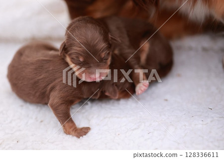Three puppies are sleeping on a white blanket 128336611