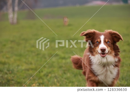 A brown and white dog is running through a grassy field 128336630
