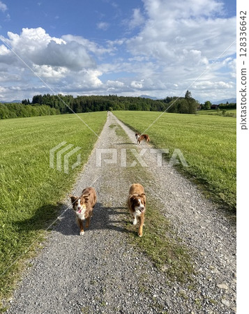 Three dogs are walking down a dirt road 128336642