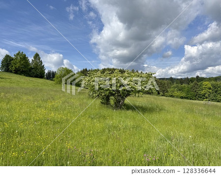 Tree is in the middle of a field of grass 128336644