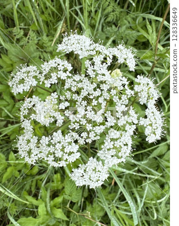 White flower with green leaves is in the foreground 128336649