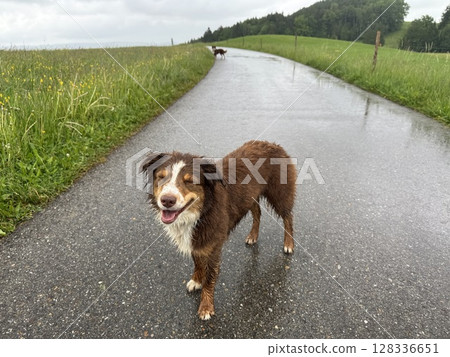 Dog is standing on a wet road, looking at the camera 128336651