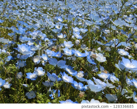 藍色的花 128336685