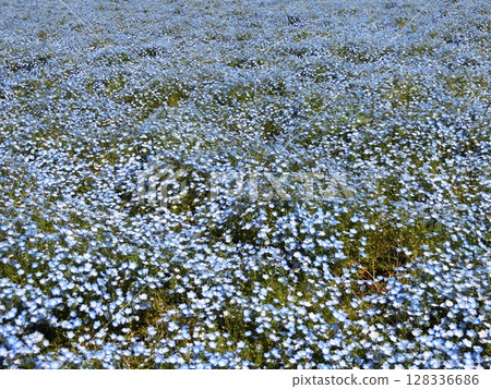 blue flower blue flower 128336686