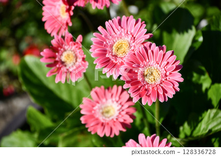 Gerbera 128336728