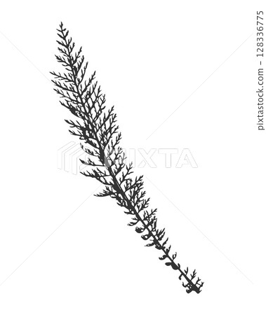Leaf yarrow achillea millefolium silhouette, ink imprint stamp. Leaf yarrow achillea millefolium silhouette, ink imprint stamp. 128336775