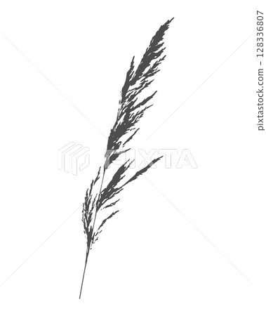 Silhouette of branch of meadow grass Calamagrostis acutiflora. Imprint black on white. 128336807