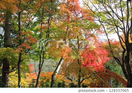 Karuizawa in autumn 128337005